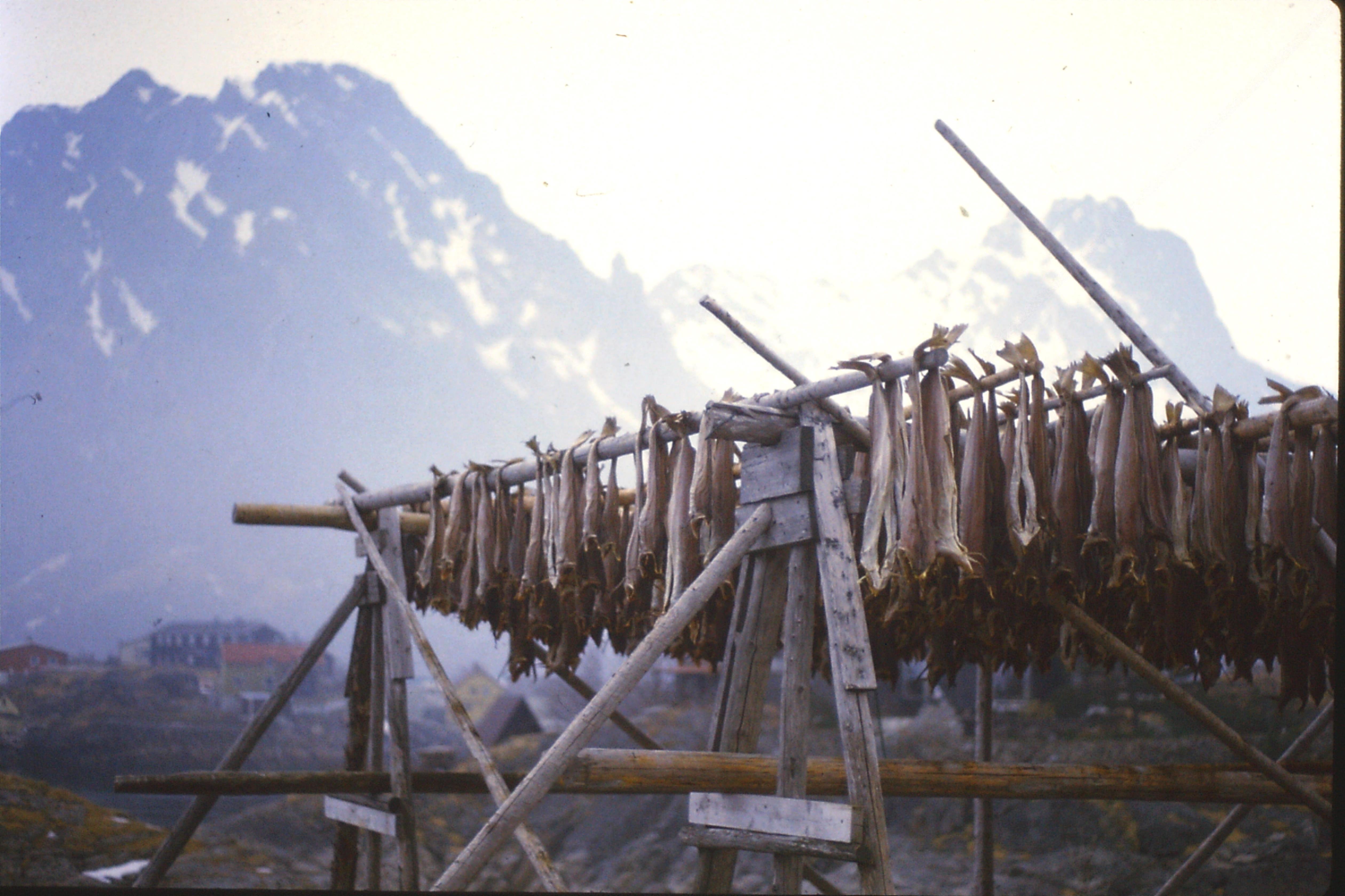 Cod drying, Lofoten