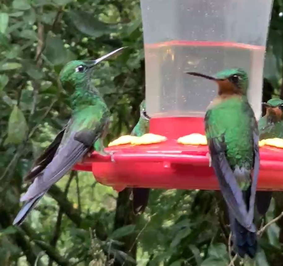 Hummingbirds, Costa Rica