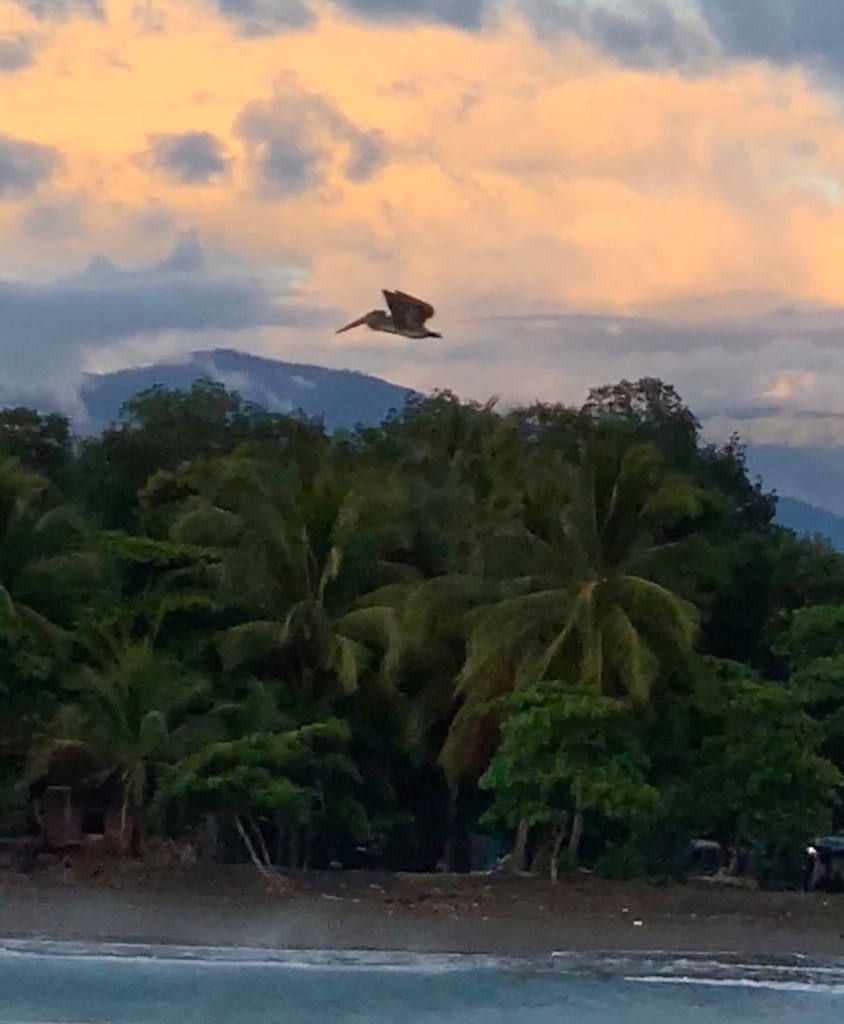 Pelican flying at Quepos